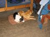 2 knackered dugs